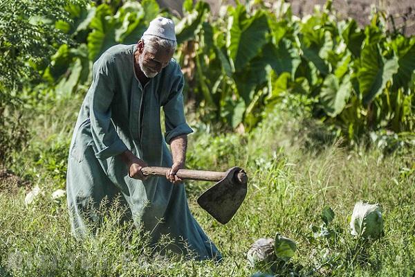 توزيع 7 ملايين إستمارة لاستخراج كارت الفلاح الذكى